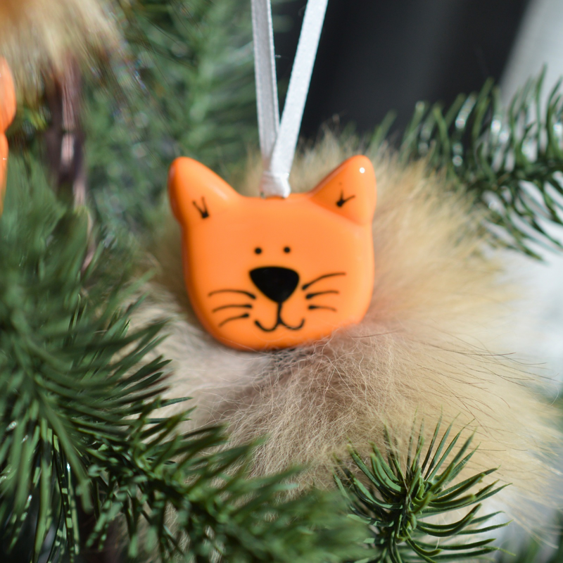 Chat orange poilu