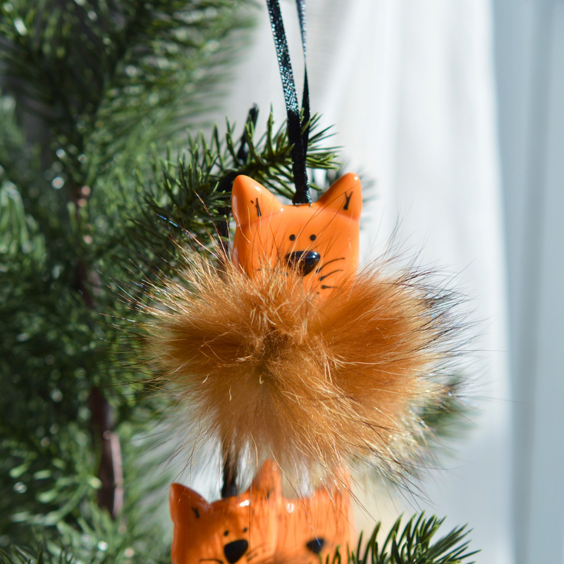 Chat orange poilu